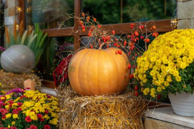 Sonbahar ve Şükran Günü süslemeleri. Kırsal dekorasyonda balkabağı ve caddede kasımpatı çiçekleri. Sonbahar arkaplanının renkleri