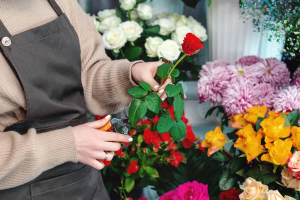 Florist at work. Close up of incognito female gardener using small secateurs to cut red rose flower. Crop of caucasian girl taking care of plants — Stock Photo, Image