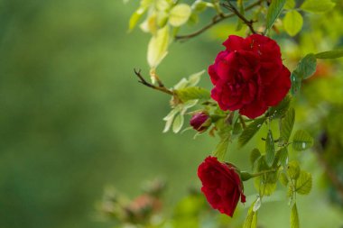 Bahçede kırmızı gül