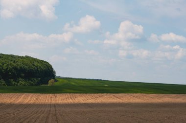 Buğday tarlası ve mavi gökyüzü olan güzel bir manzara.