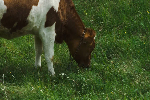 Legeltetett Tehenek Zöld Füvön — Stock Fotó