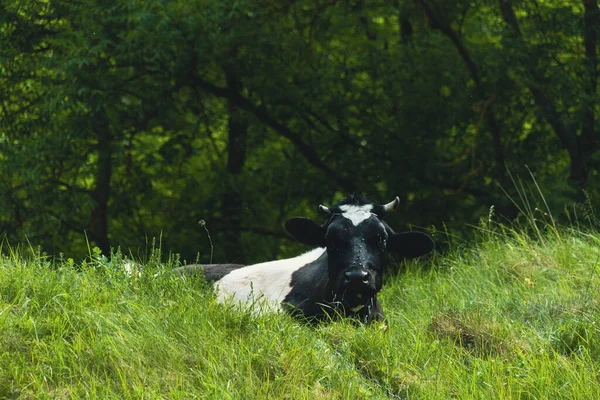 Корова Пасется Зеленой Траве Лугу — стоковое фото