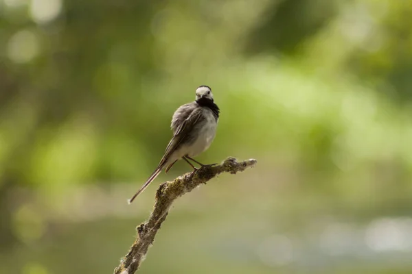 Uccello Seduto Ramo Albero — Foto Stock