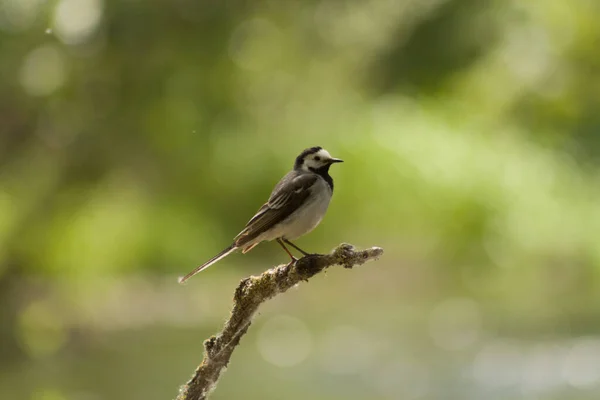 Closeup Shot Bird — Stock Photo, Image