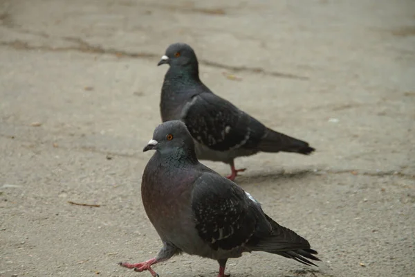 地面に鳩が — ストック写真