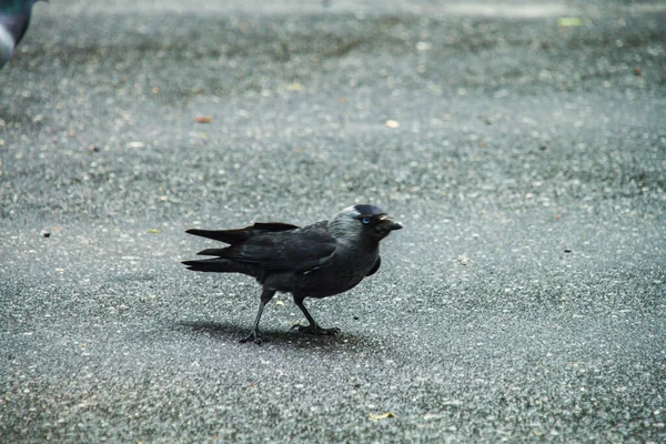 通りにカラスが — ストック写真