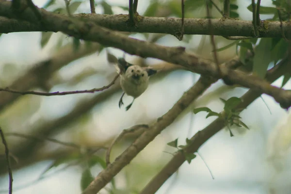 木の枝に鳥がいて — ストック写真