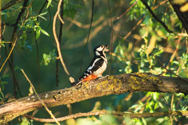 森林里树枝上的鸟 — 图库照片