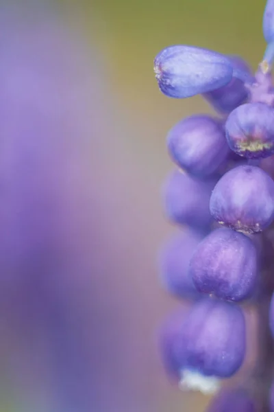 Bahçedeki Güzel Mor Çiçekler — Stok fotoğraf