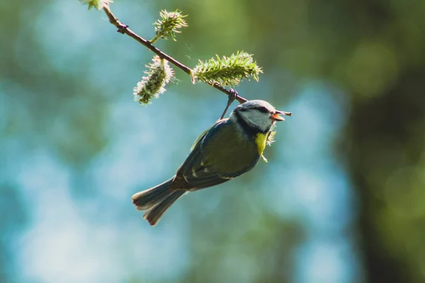 木の枝に鳥がいて — ストック写真