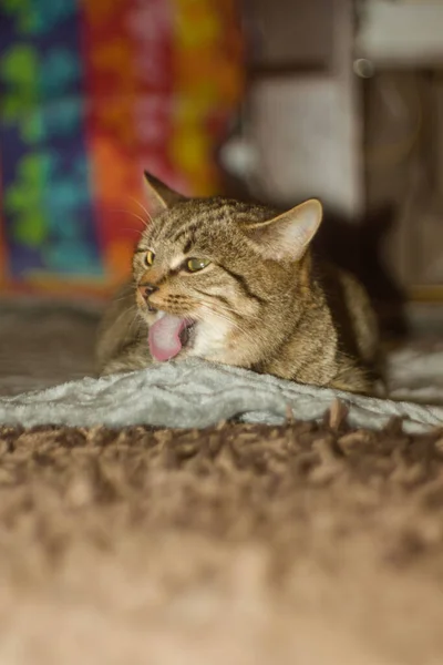 Kočka Ležící Podlaze — Stock fotografie