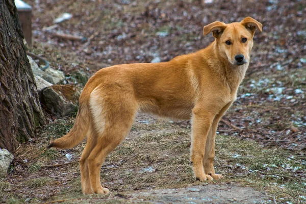 Chien Dans Forêt — Photo