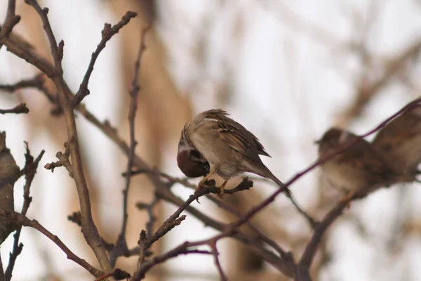 Vogel Auf Einem Ast Wald — Stockfoto