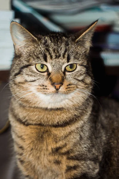 Porträtt Vacker Katt — Stockfoto