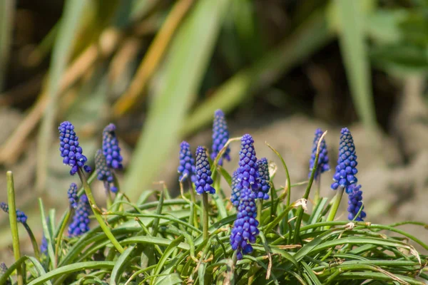 Hermosas Flores Jardín — Foto de Stock