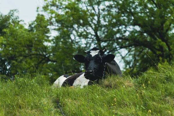 在绿色草地上放牧的黑白牛 — 图库照片