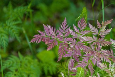 Güzel botanik fotoğrafı, doğal duvar kağıdı.