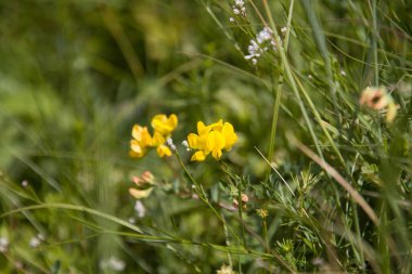 Ormanda sarı çiçekler