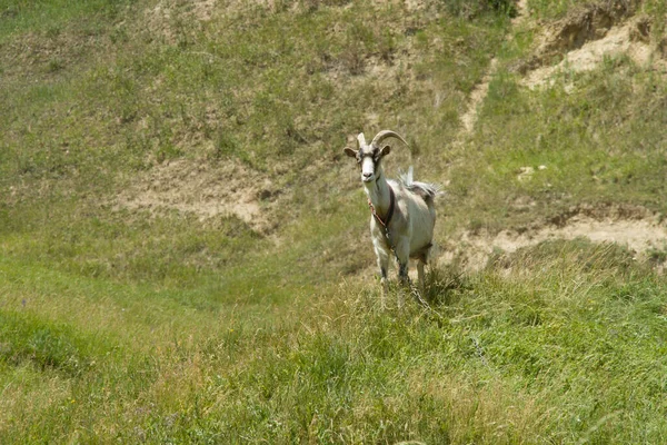 草地上的山羊 — 图库照片