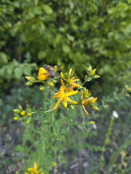 Yellow Flowers Forest — Stock Photo, Image