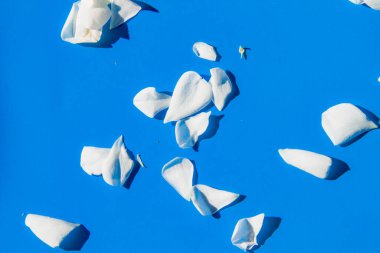 Mavi arkaplanda beyaz pamuk yaprakları