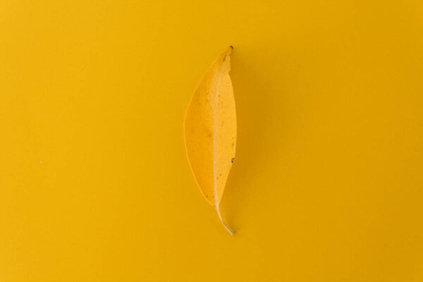 yellow paper cut leaves on orange background with shadow, above and copy space