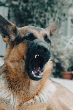 Alman çoban köpeğinin portresi.