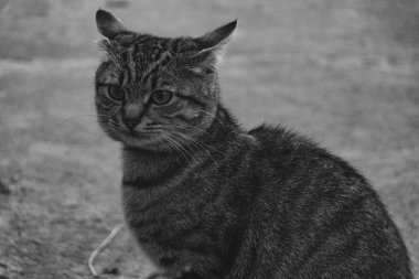 pofuduk bir kedinin siyah beyaz fotoğrafı