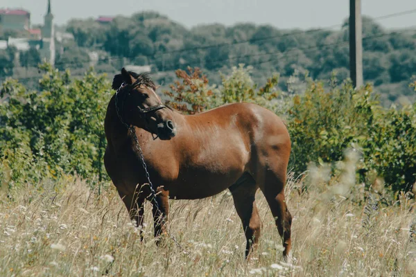 Horse Field — Stock Photo, Image