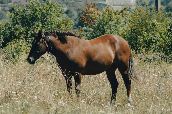 Una Hermosa Toma Caballo Marrón Campo — Foto de Stock