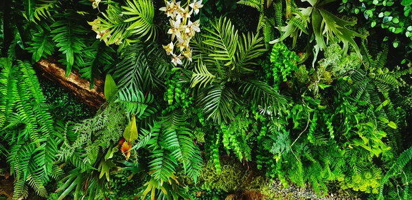 绿色爬虫植物 葡萄或常春藤 叶壁为背景 天然墙纸或自然图案 新鲜季节 图库照片