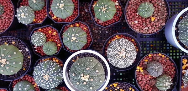 Top View Many Green Cactus Gravel Black White Flower Pot — Foto Stock