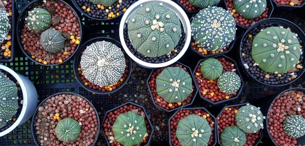Top View Many Green Cactus Gravel Black White Flower Pot — Foto Stock