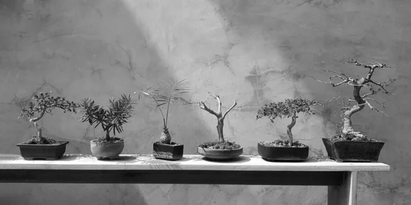 Bonsai Vaso Árvore Prateleira Madeira Para Venda Casa Decorada Com — Fotografia de Stock