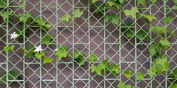 Green Gourd Vine Creeping Plant Growth Stainless Fence Wall Background — Stock Photo, Image