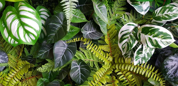 녹색은 다음을 가리킨다 식물의 성장이나 벽지입니다 오리엔탈 아름다운 — 스톡 사진