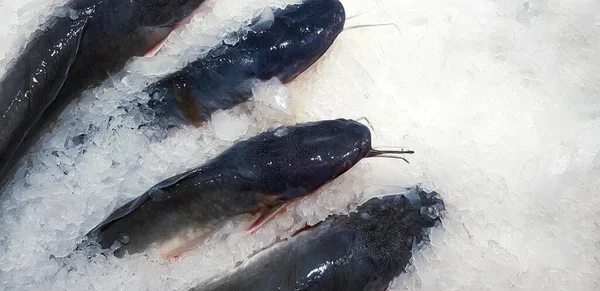 Pesce Gatto Fresco Congelare Sul Ghiaccio Mercato Del Pesce Con — Foto Stock