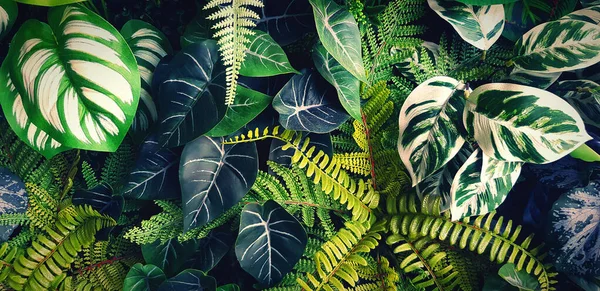 シダと緑の葉の背景 植物の成長や自然壁紙 ヴィンテージやブルートーンの装飾のための装飾的な木 美しい自然概念 ストック画像