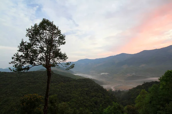 Sisli Yüksek Ağaç Yeşil Dağ Gökyüzü Arkaplanı Sabah Gün Işığında — Stok fotoğraf