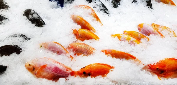 Groep Verse Granaatappel Vis Bevriest Ijs Oceaanmarkt Supermarkt Dierlijk Niet — Stockfoto