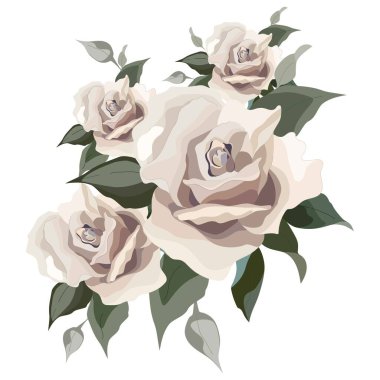 Vektör çiçek çizimi: kremsi soluk güller. Düğün tasarımı: davetiyeler, kartlar, arkaplan tasarımı.