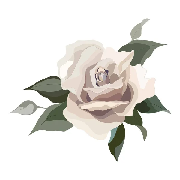 Ilustración Flores Vectoriales Rosas Pálidas Cremosas Diseño Boda Invitaciones Tarjetas — Vector de stock