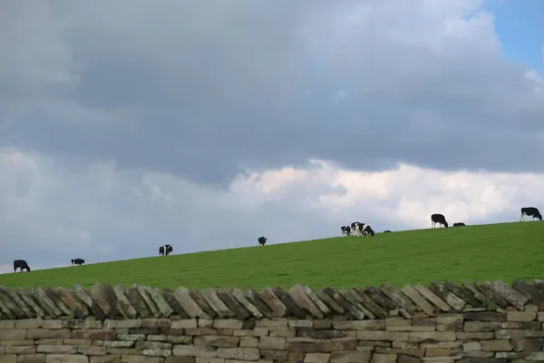 Rural agricultural scene of black and white cows grazing along the horizon of a grassy hill. Dry stone wall in foreground and plenty of copy space.