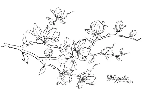 Blooming magnolia branch. Spring flowers. Vector illustration — стоковый вектор