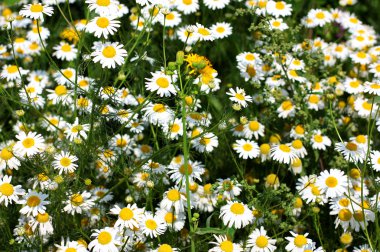 Yeşil çim renkleri