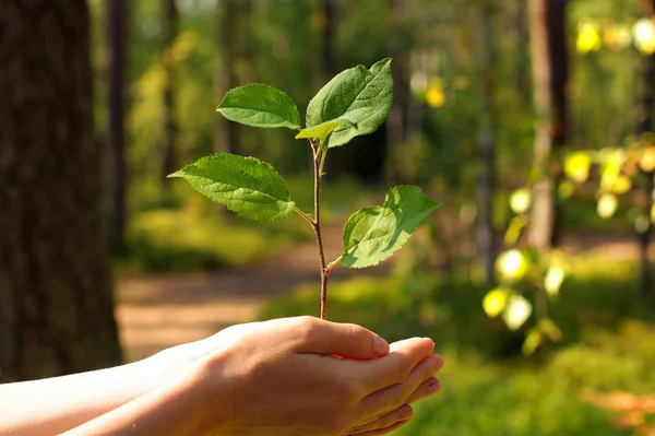 Sprout of tree in hands — Stock Photo, Image