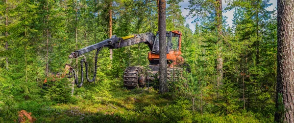 Orman Hasat Makineleri Ağaçların Arasında Duruyor Kuzey Sveç Taze Çam - Stok İmaj