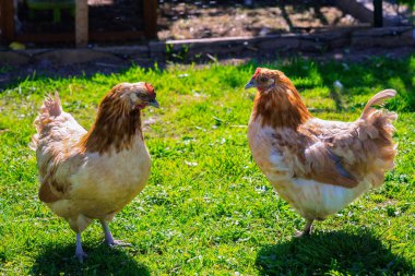 Açık kahverengi tavuklar birbirine yakın durur, bahçede yakın çekimler yaparlar.