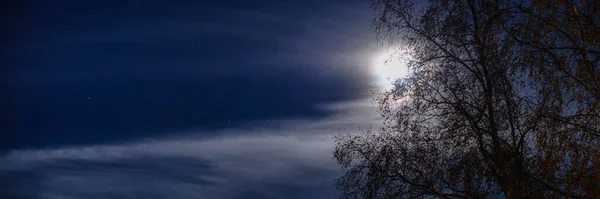 Wide Panorama Shiny Full Moon Cloud Birch Tree Night Starry — Stock Photo, Image