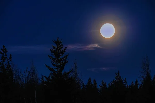Pleine Lune Luisante Dessus Sommet Forêt Épinettes Dans Ciel Nocturne — Photo